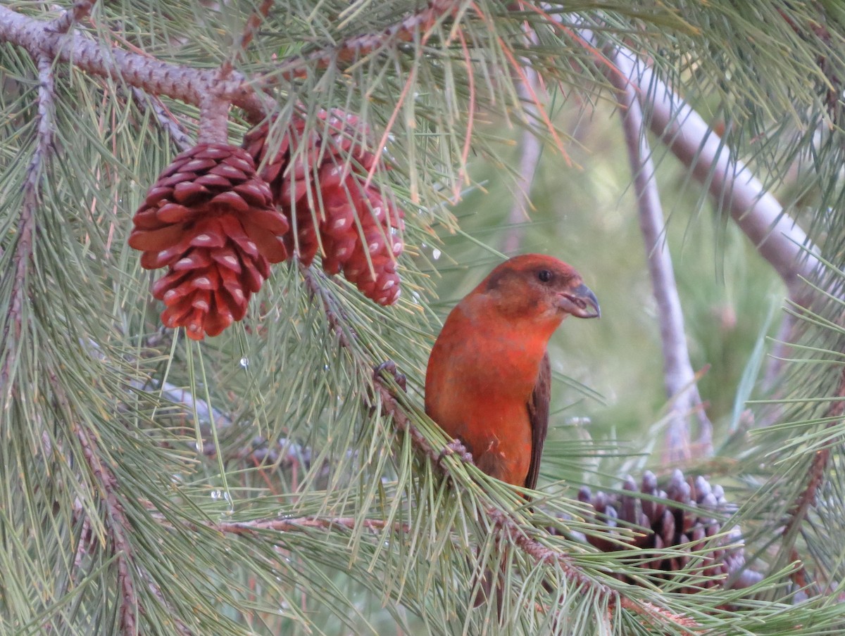 Red Crossbill (Western Hemlock or type 3) - Brittany O'Connor