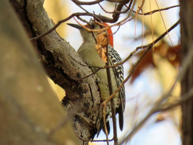 Red-bellied Woodpecker - Tracy The Birder