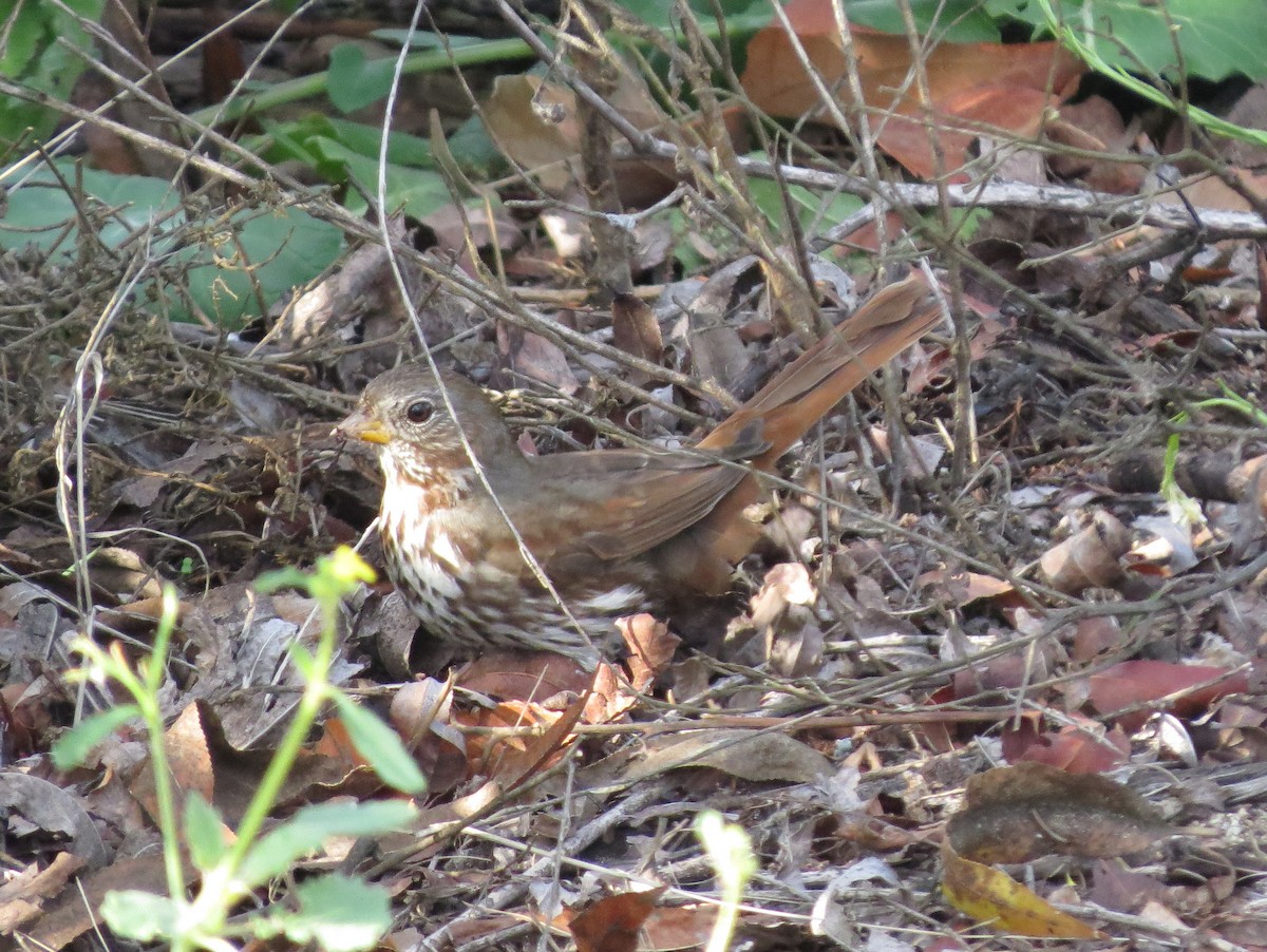 Fox Sparrow - ML124977741