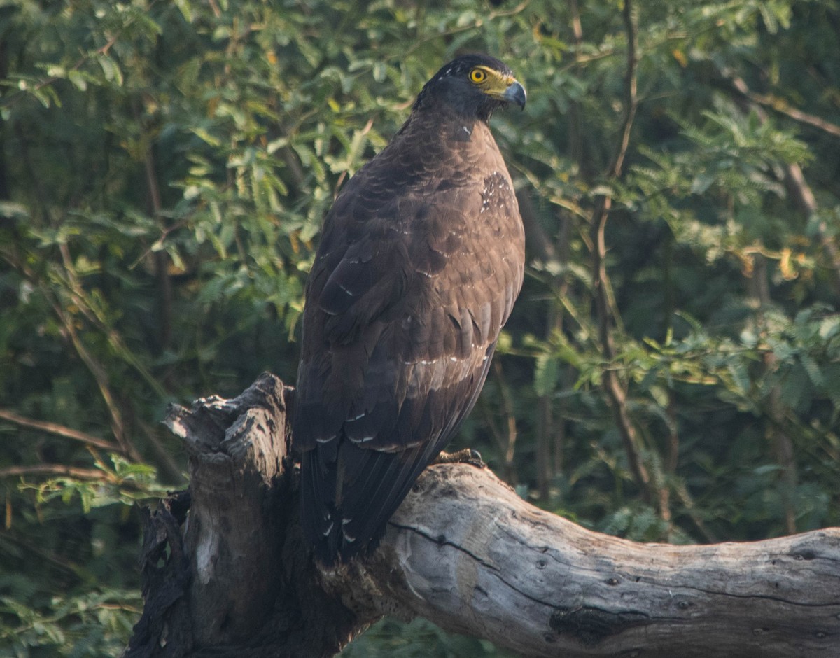 Crested Serpent-Eagle - ML124977791