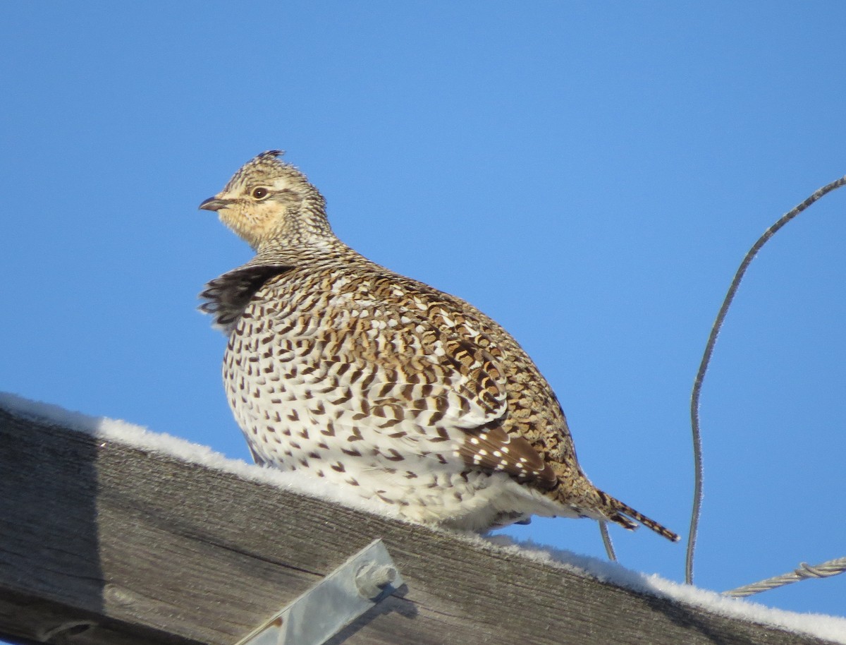Sharp-tailed Grouse - Brittany O'Connor