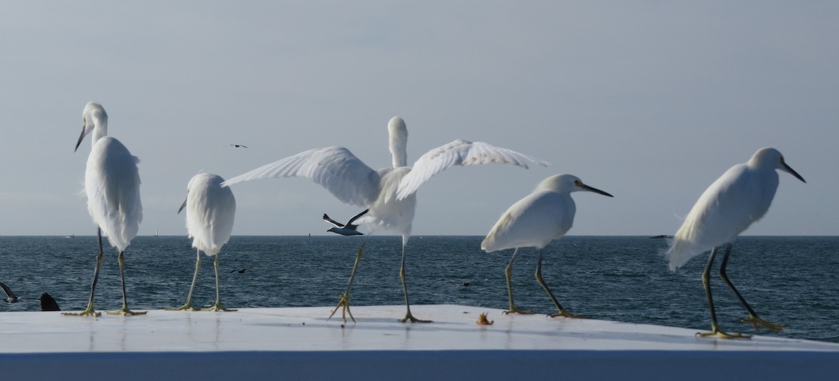 Snowy Egret - ML124978871