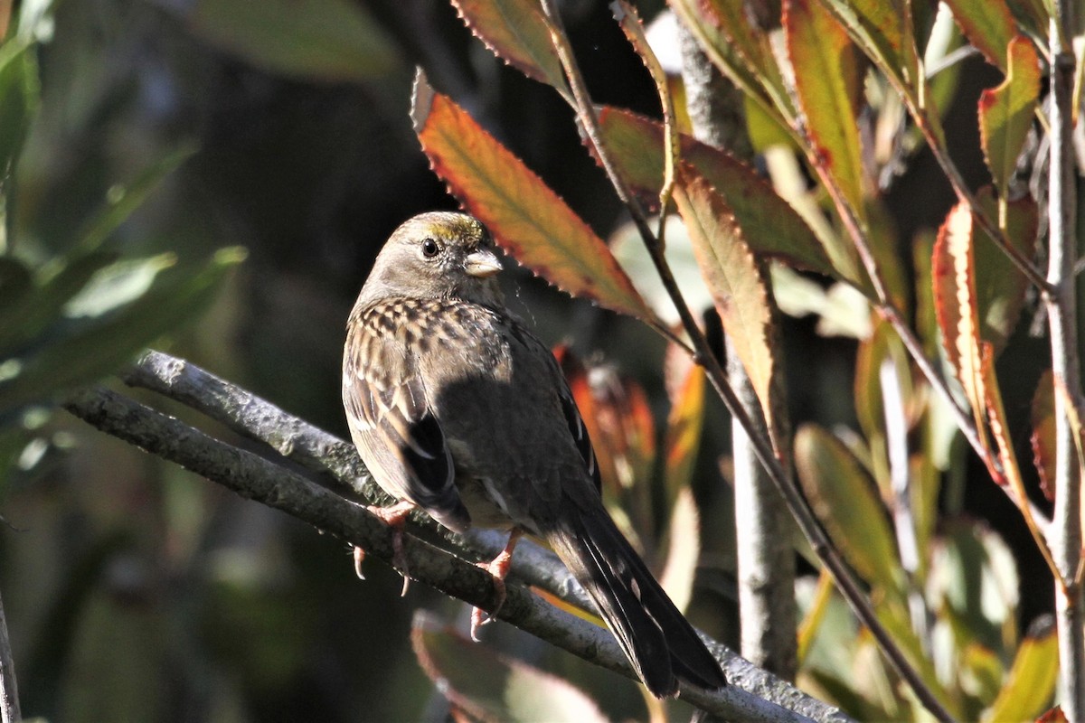 Golden-crowned Sparrow - ML124979391