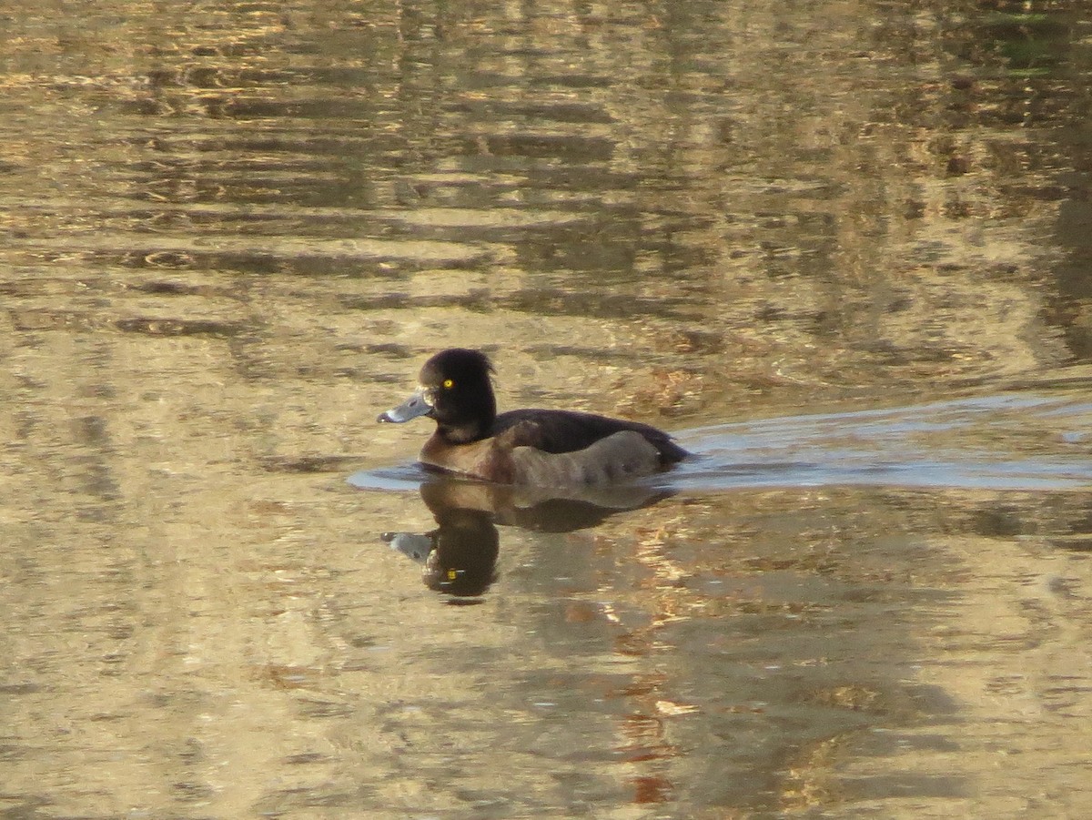 Tufted Duck - ML124979451