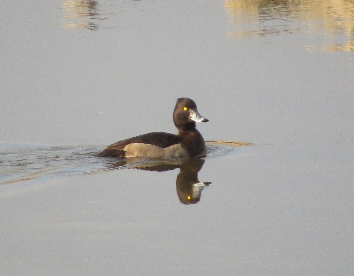 Tufted Duck - ML124979471