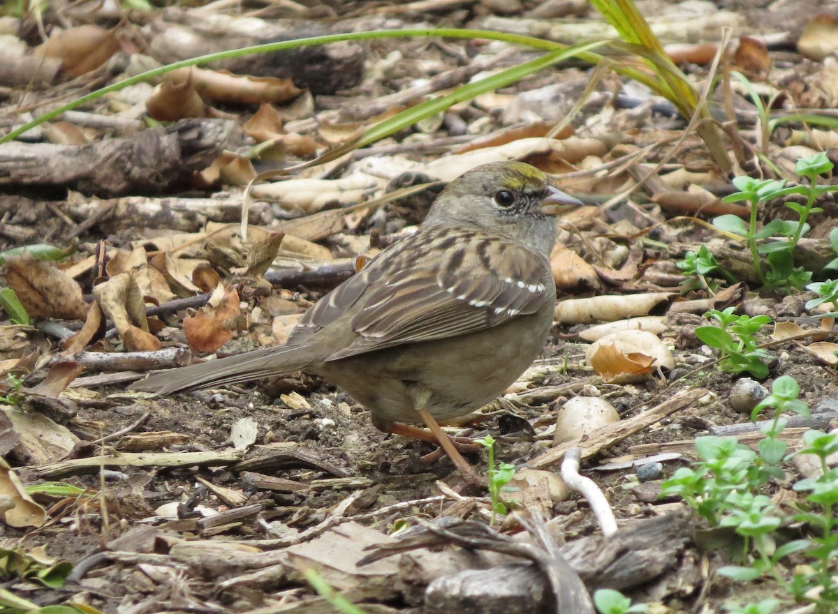 Golden-crowned Sparrow - ML124979671