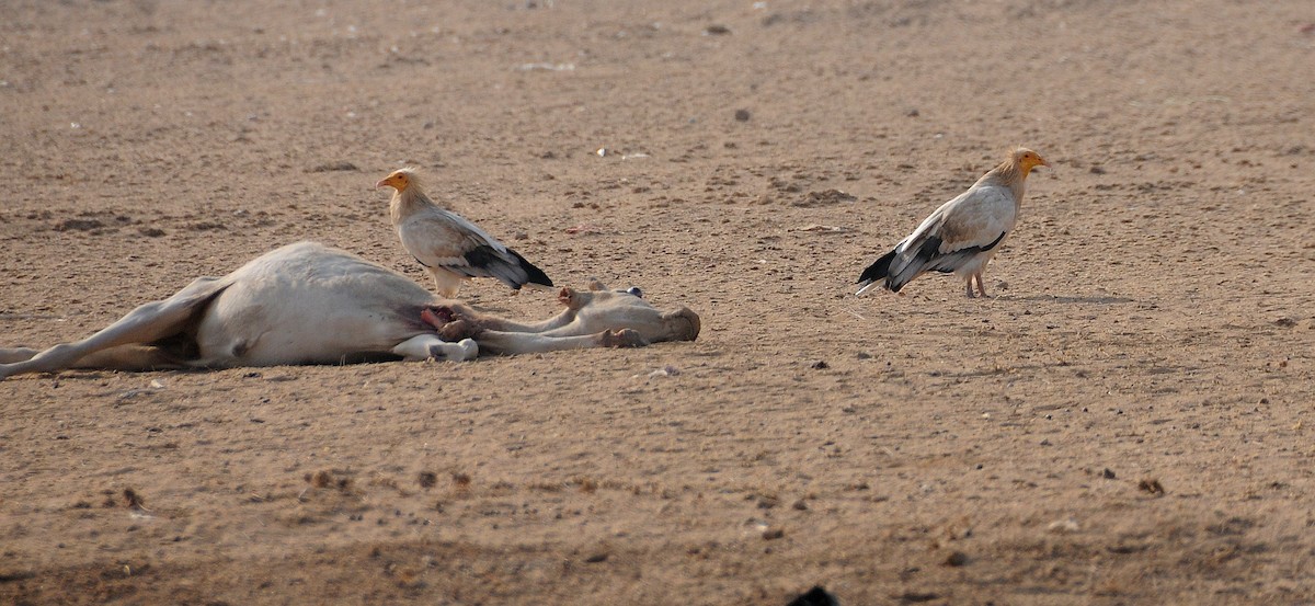 Egyptian Vulture - ML124982331