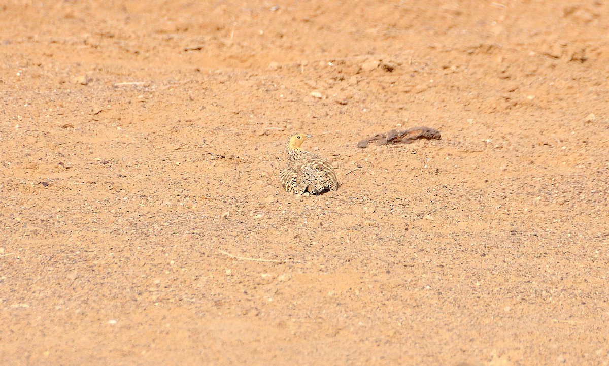 Chestnut-bellied Sandgrouse - ML124982341