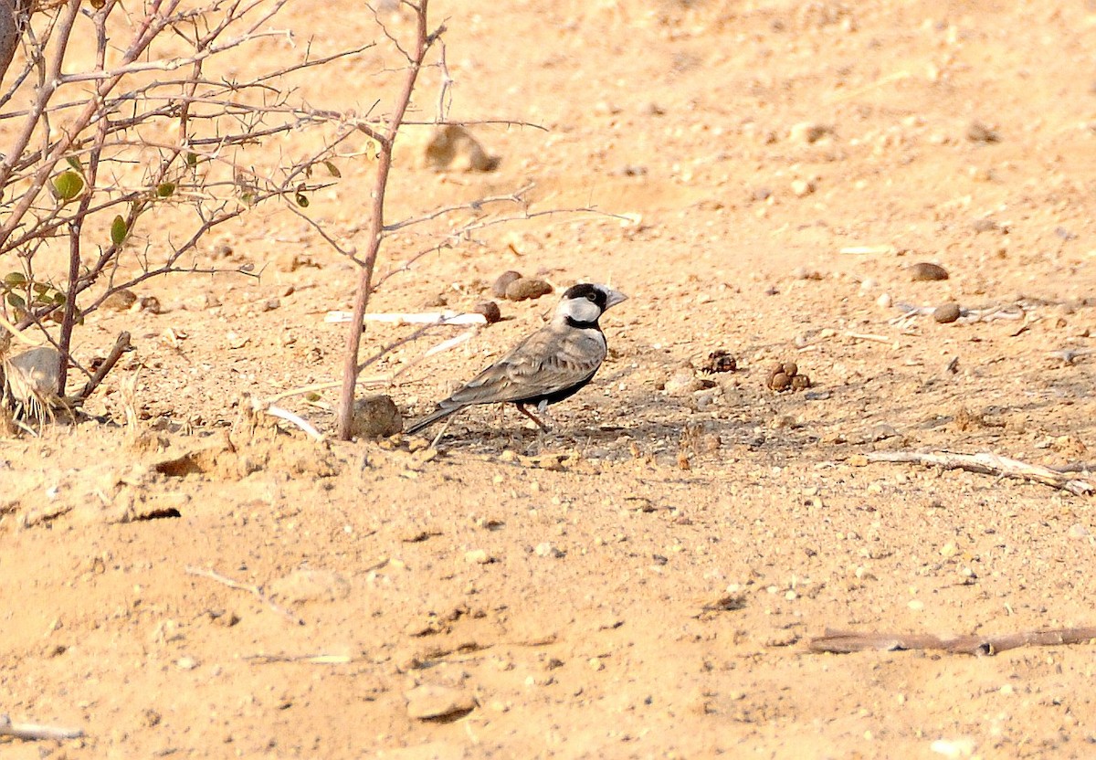 Black-crowned Sparrow-Lark - ML124982361