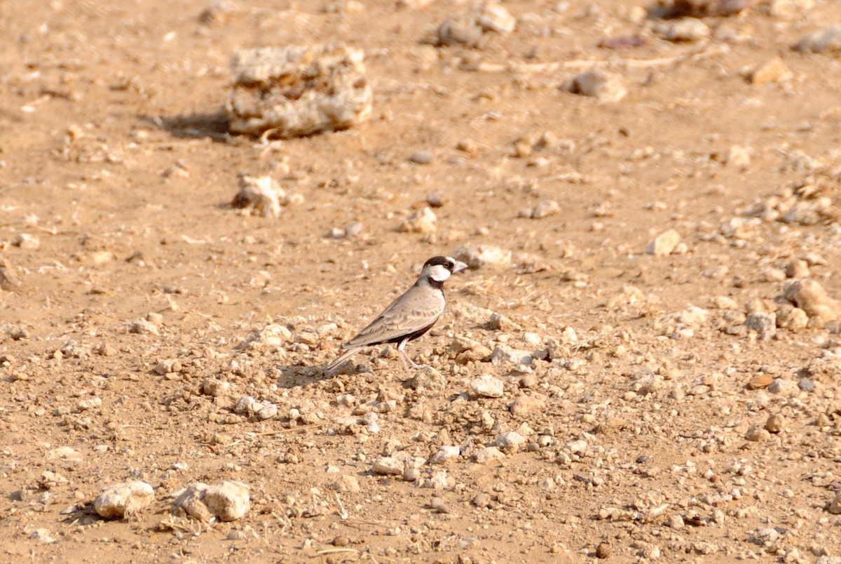 Black-crowned Sparrow-Lark - ML124982371