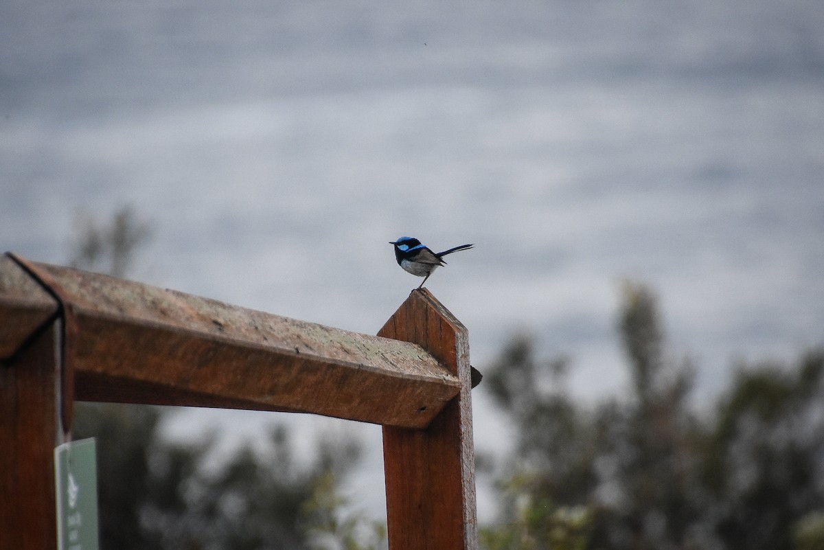 Superb Fairywren - ML124983011