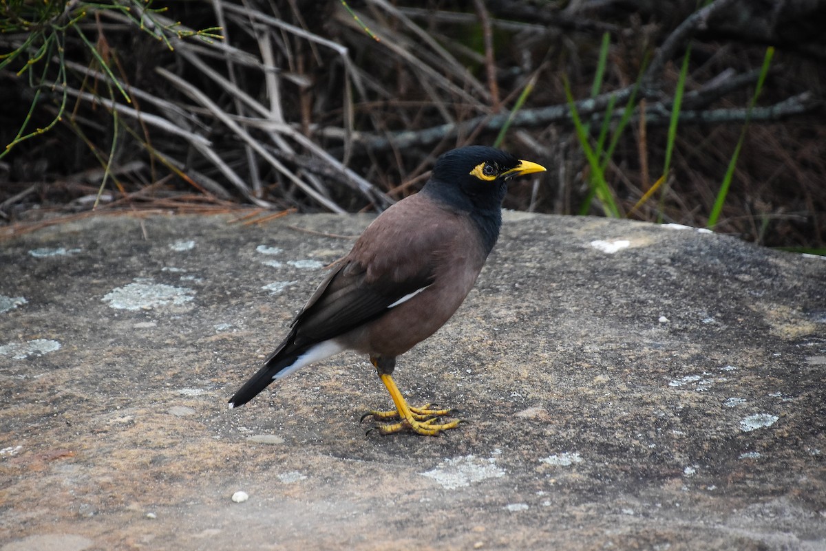 Common Myna - ML124983021