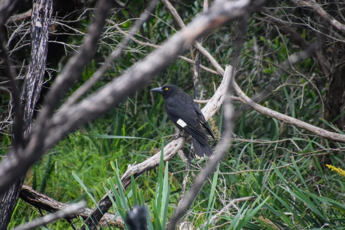 Pied Currawong - Austin Bell