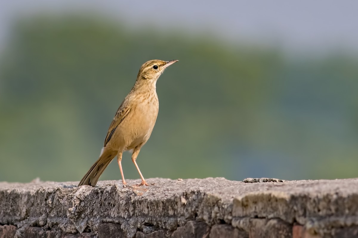 Long-billed Pipit - ML124984631