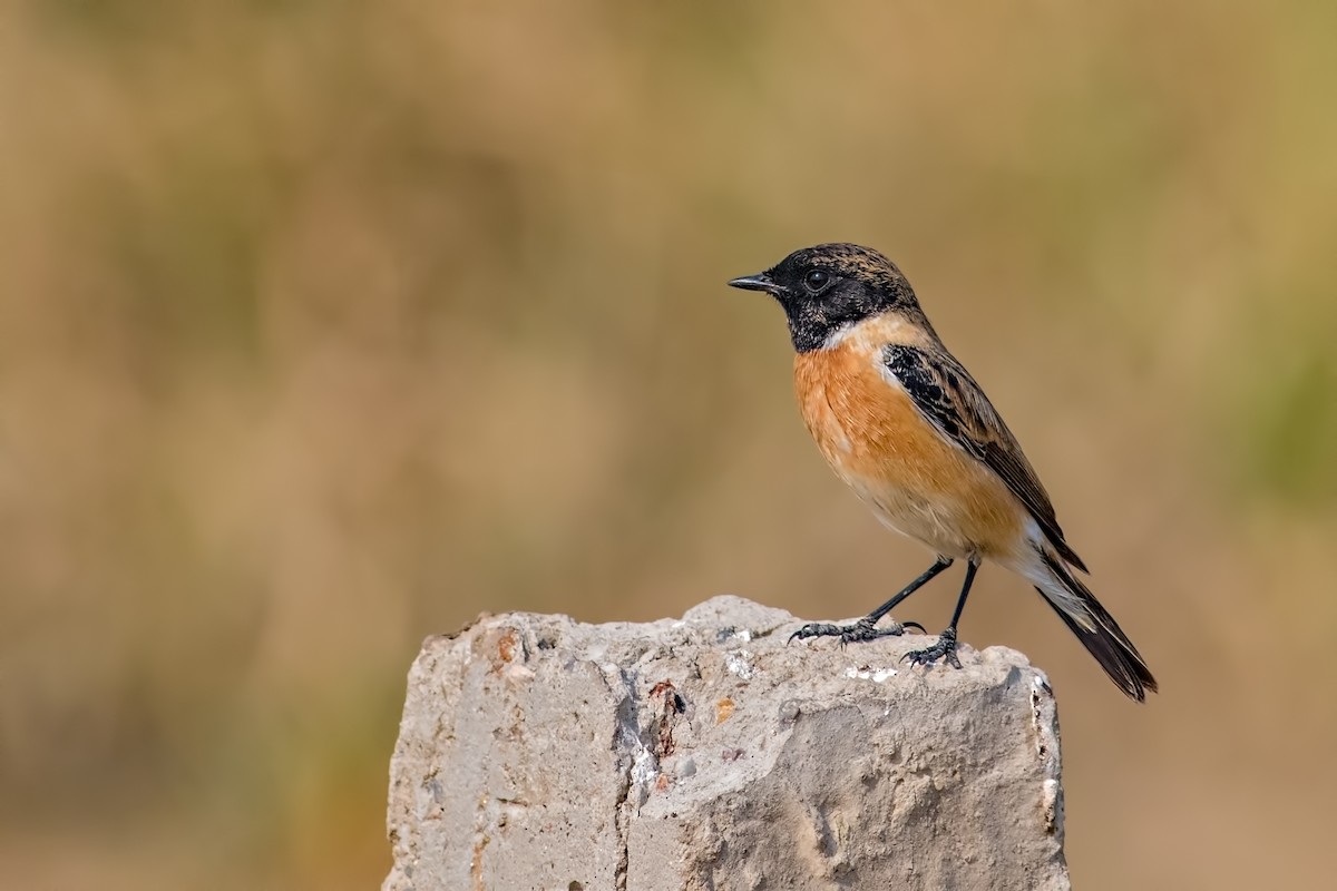 Siberian Stonechat - ML124984681