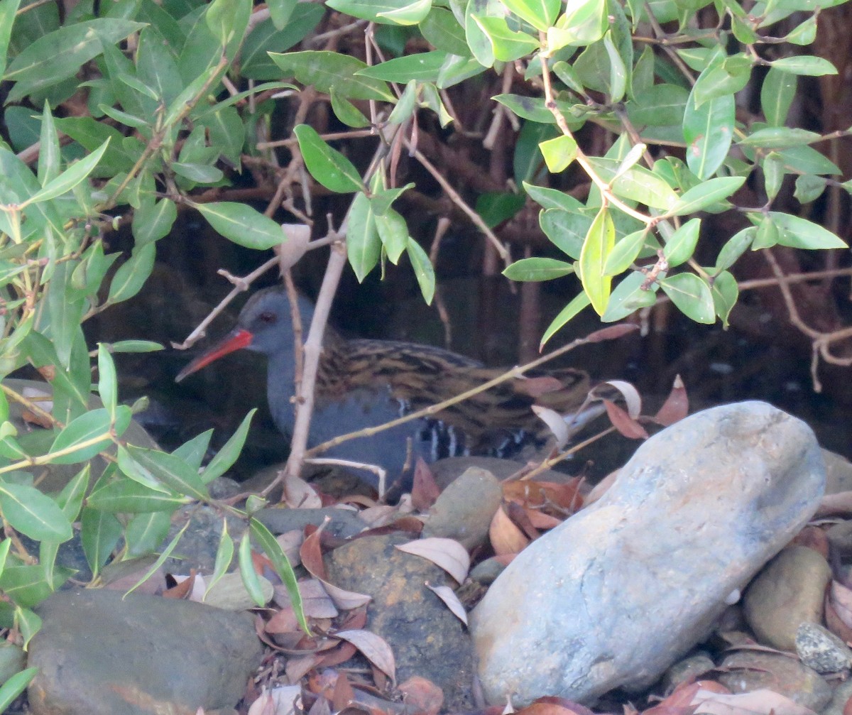 Water Rail - ML124985011