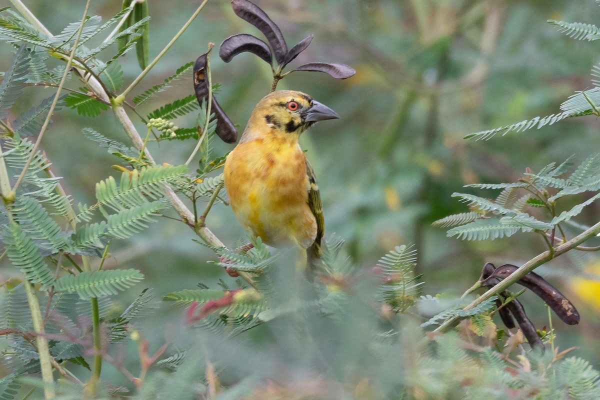 Golden-backed Weaver - Mike Hooper