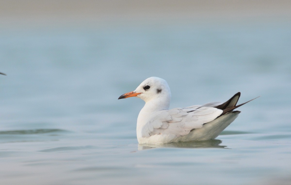 Black-headed Gull - ML124987561