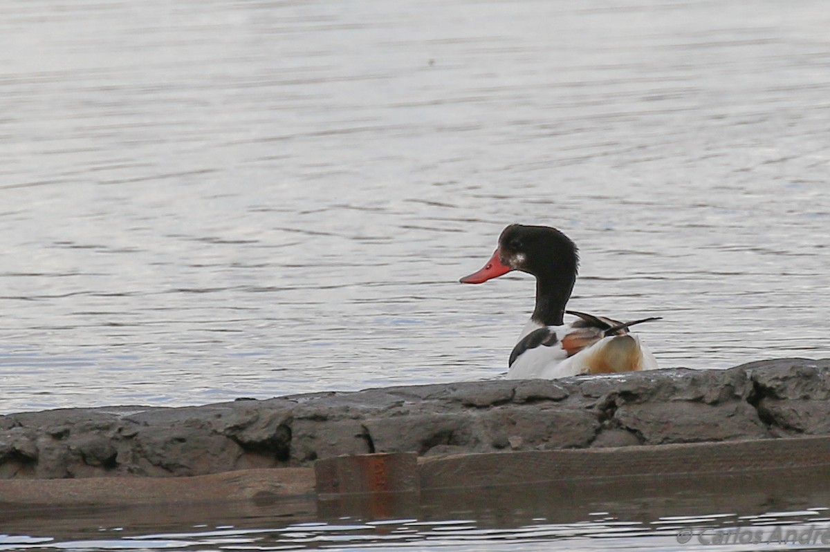 Common Shelduck - ML124989021