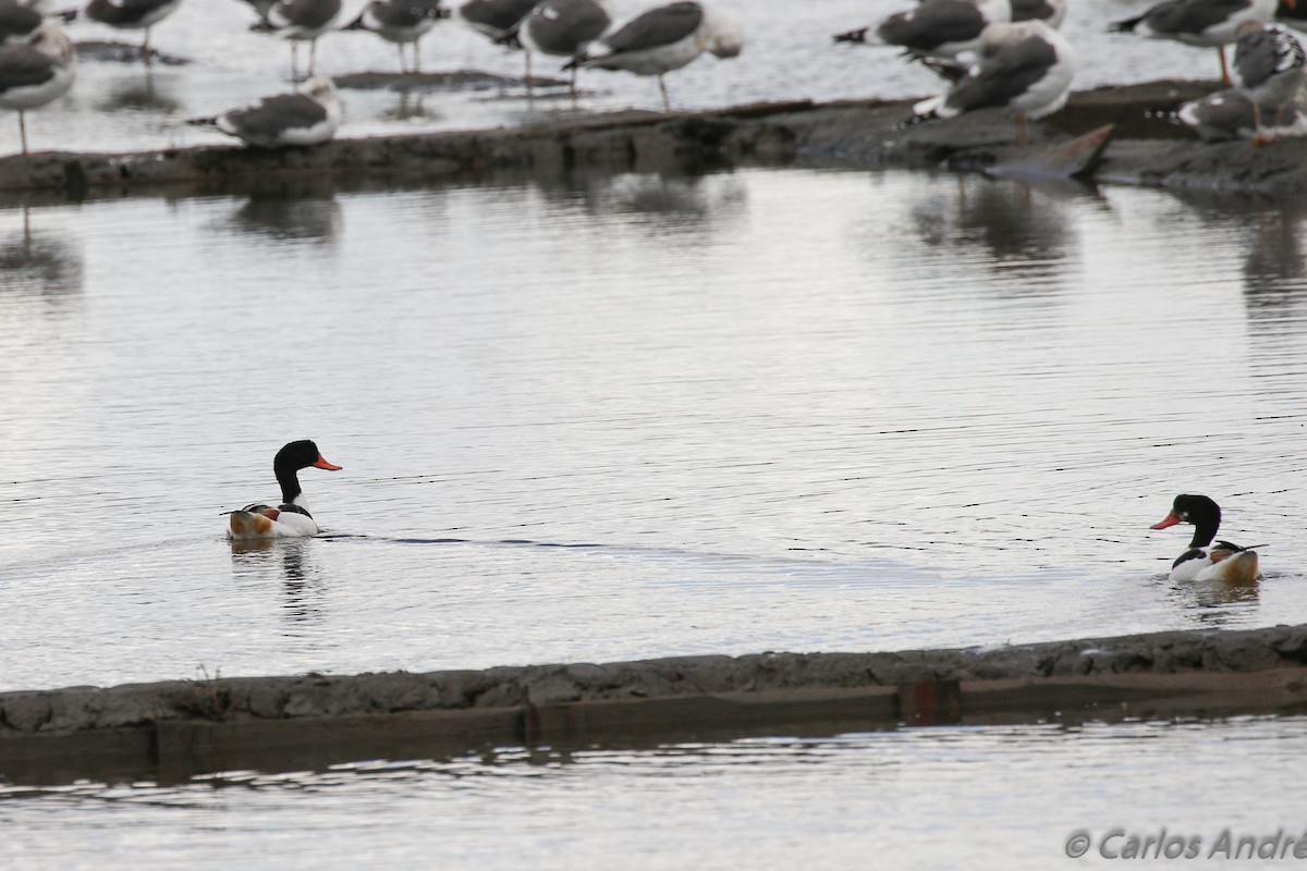 Common Shelduck - ML124989031