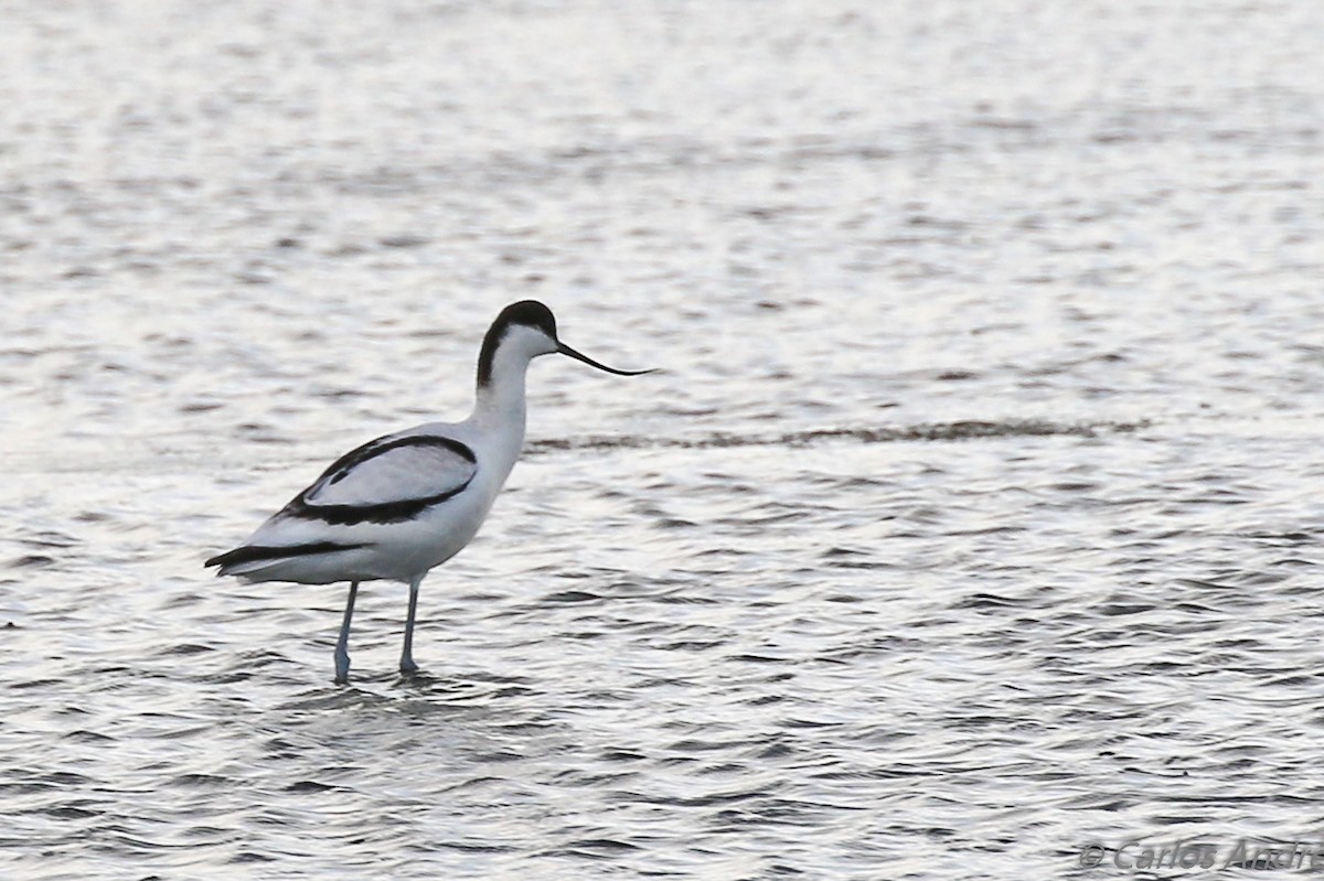 Pied Avocet - ML124989131