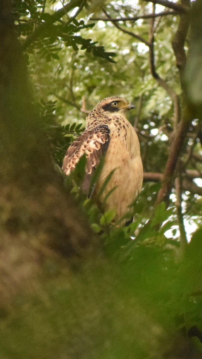 Crested Serpent-Eagle - ML124992271