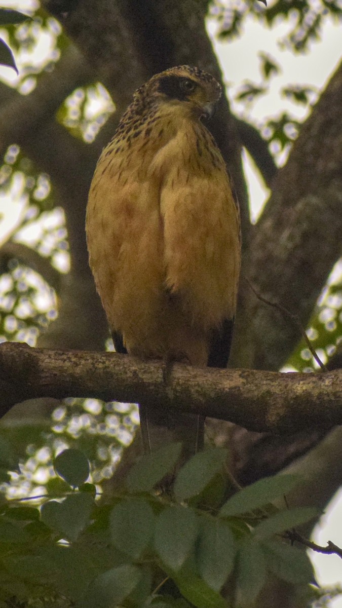Crested Serpent-Eagle - ML124992281