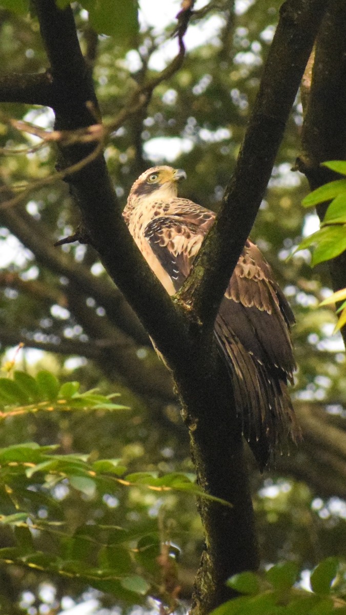 Crested Serpent-Eagle - ML124992291