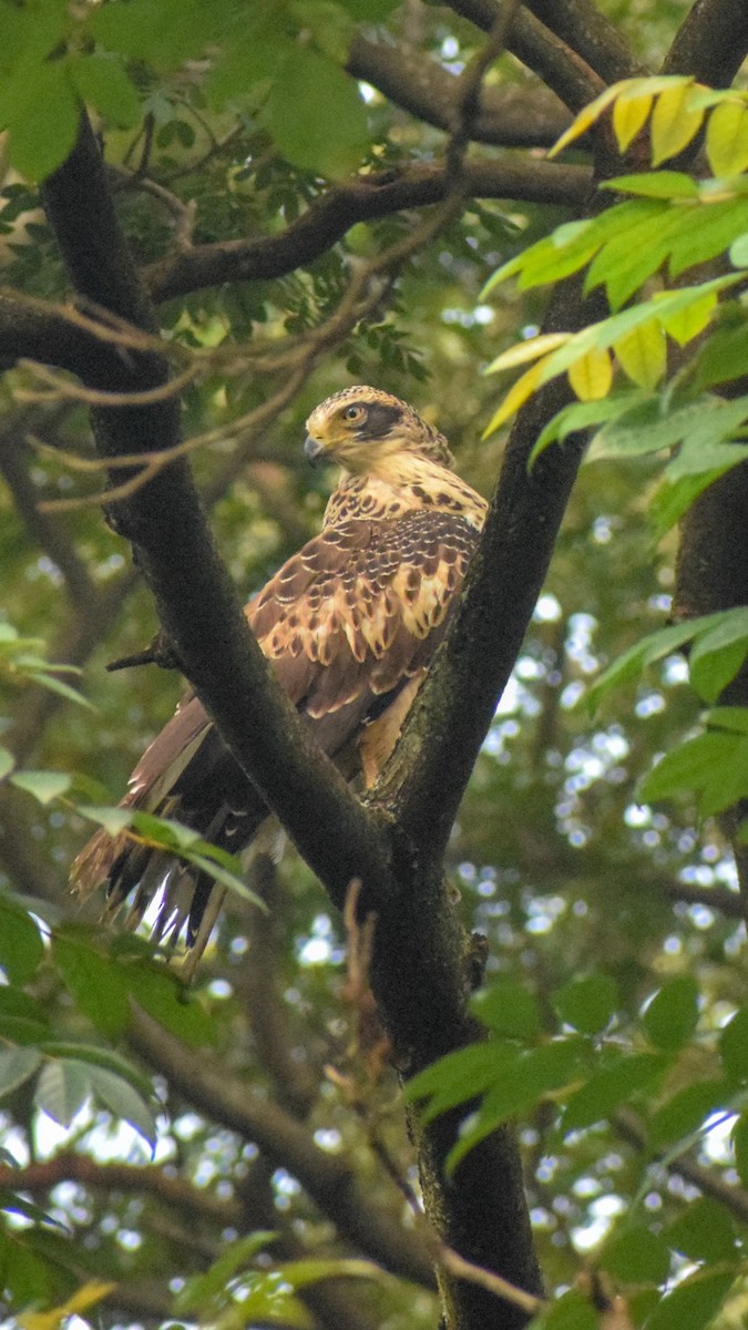 Crested Serpent-Eagle - ML124992301