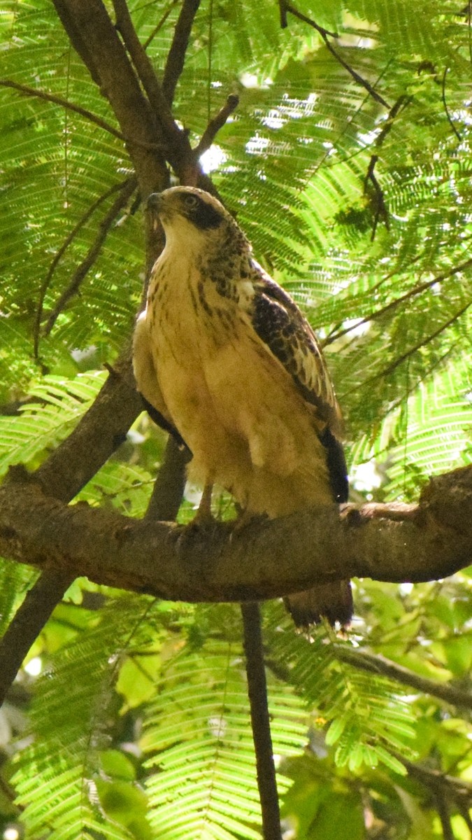 Crested Serpent-Eagle - ML124992311