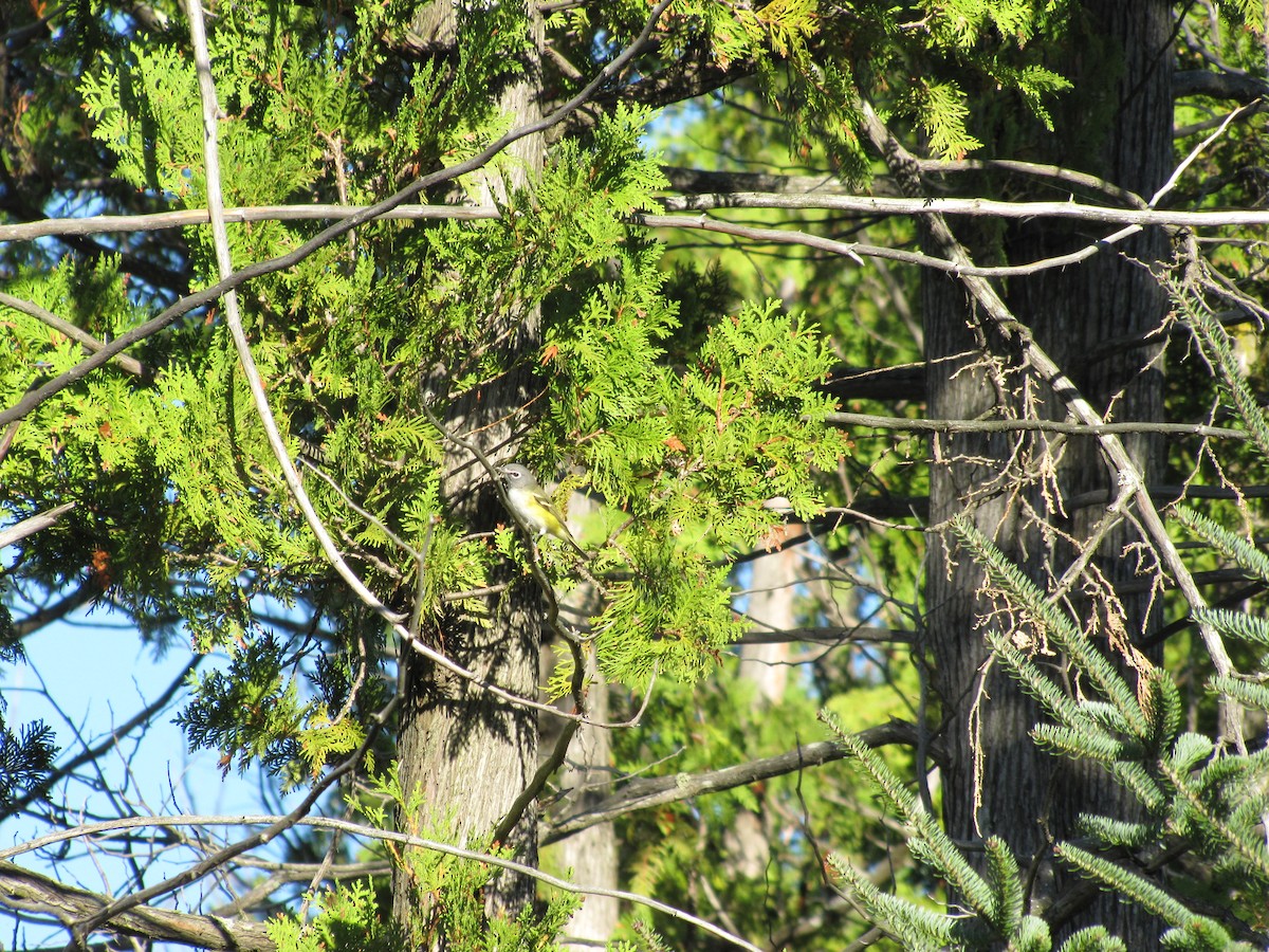 Blue-headed Vireo - ML124993841