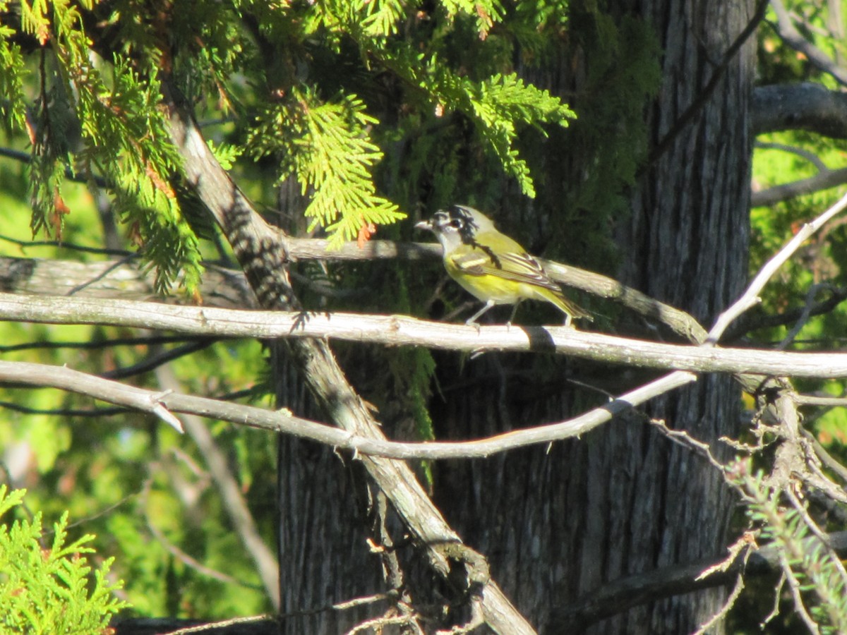 Blue-headed Vireo - ML124993881