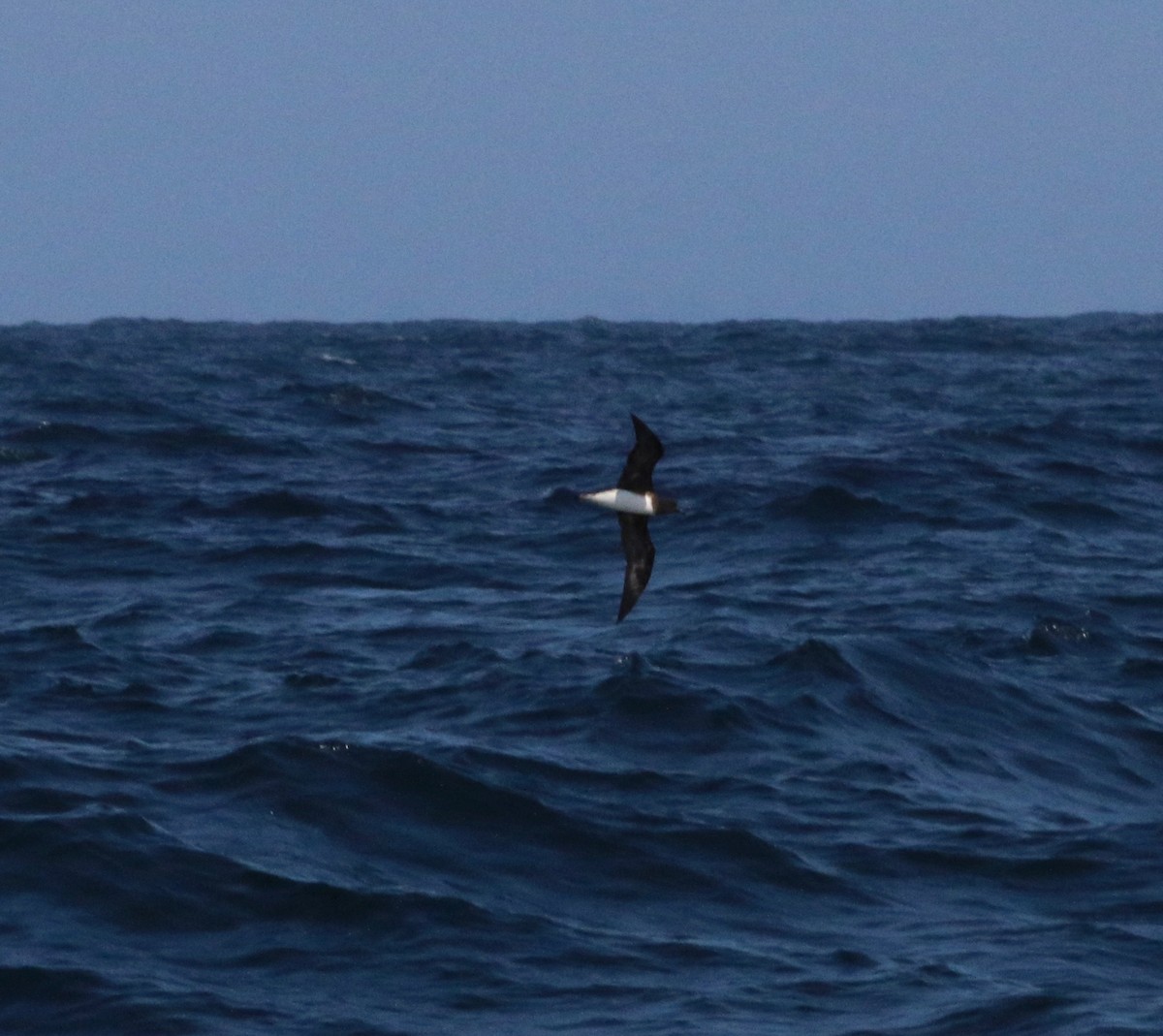 Tahiti Petrel - ML124994091