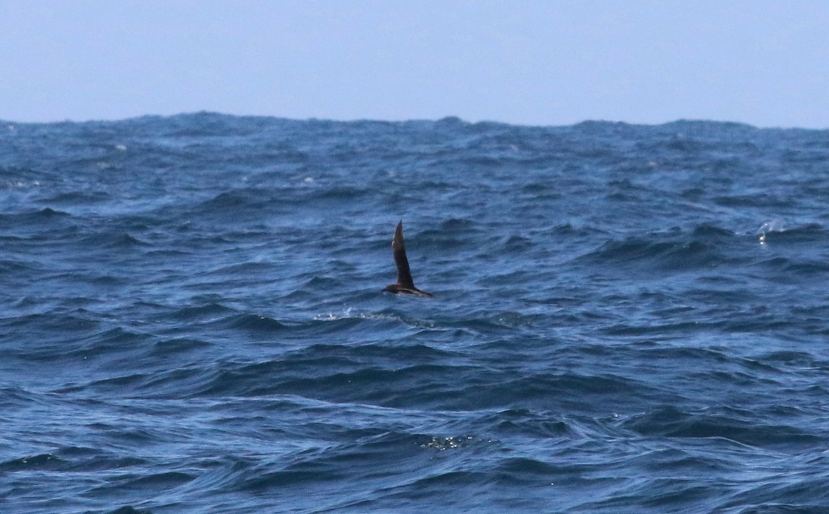 Tahiti Petrel - John Diener