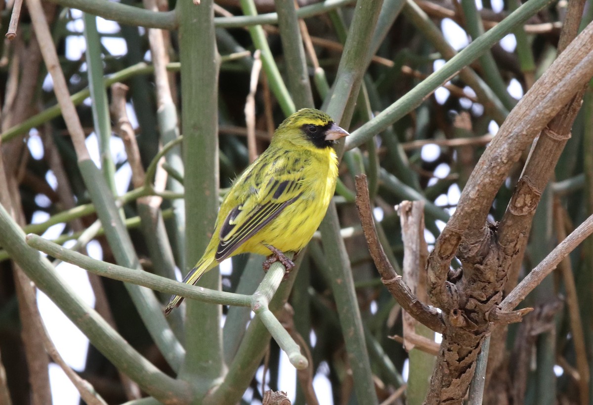 Serin d'Abyssinie - ML124994331