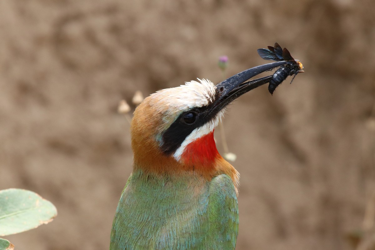 White-fronted Bee-eater - Jason Fidorra