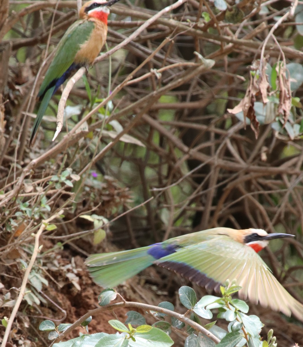 White-fronted Bee-eater - Jason Fidorra