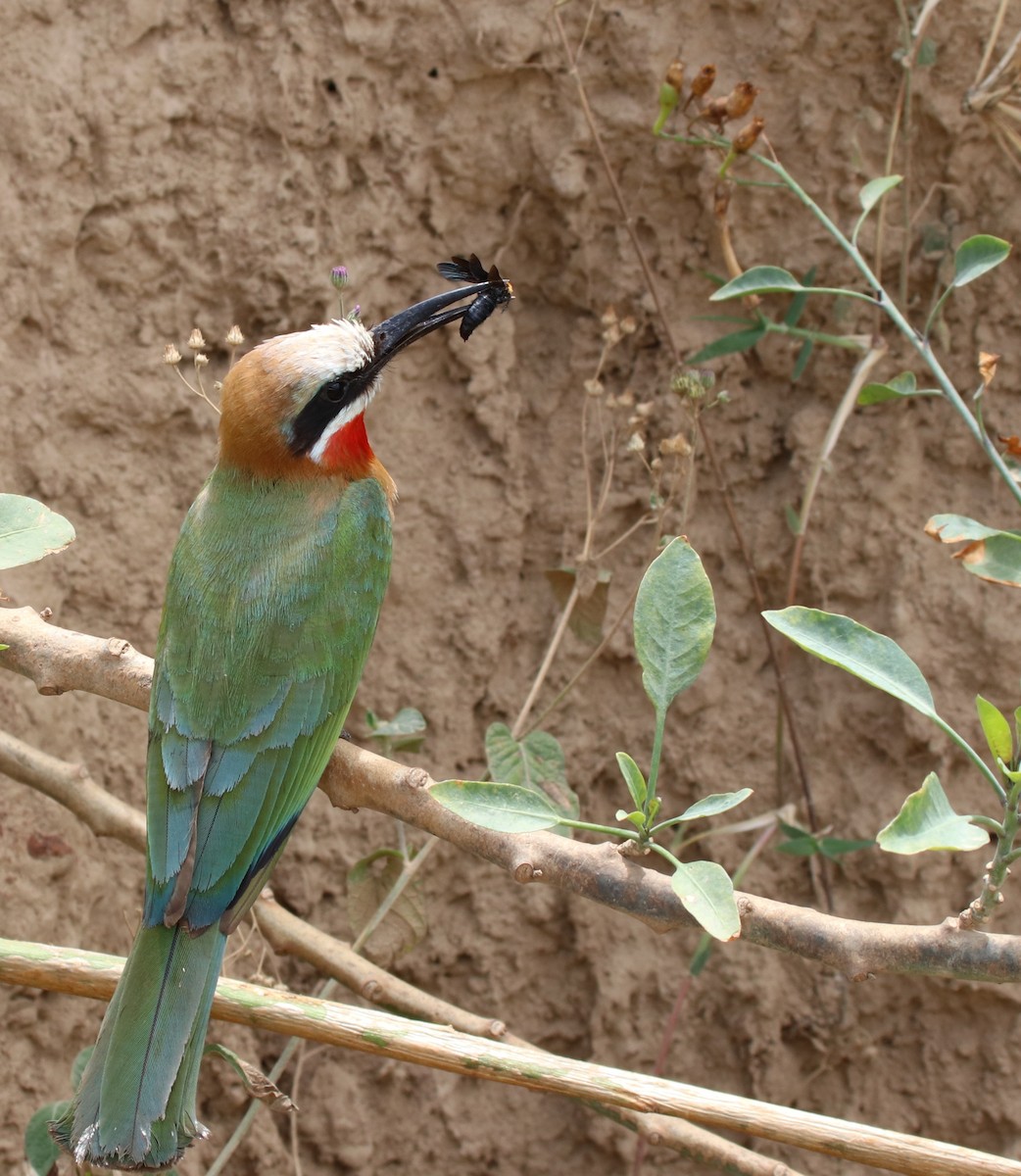 White-fronted Bee-eater - Jason Fidorra