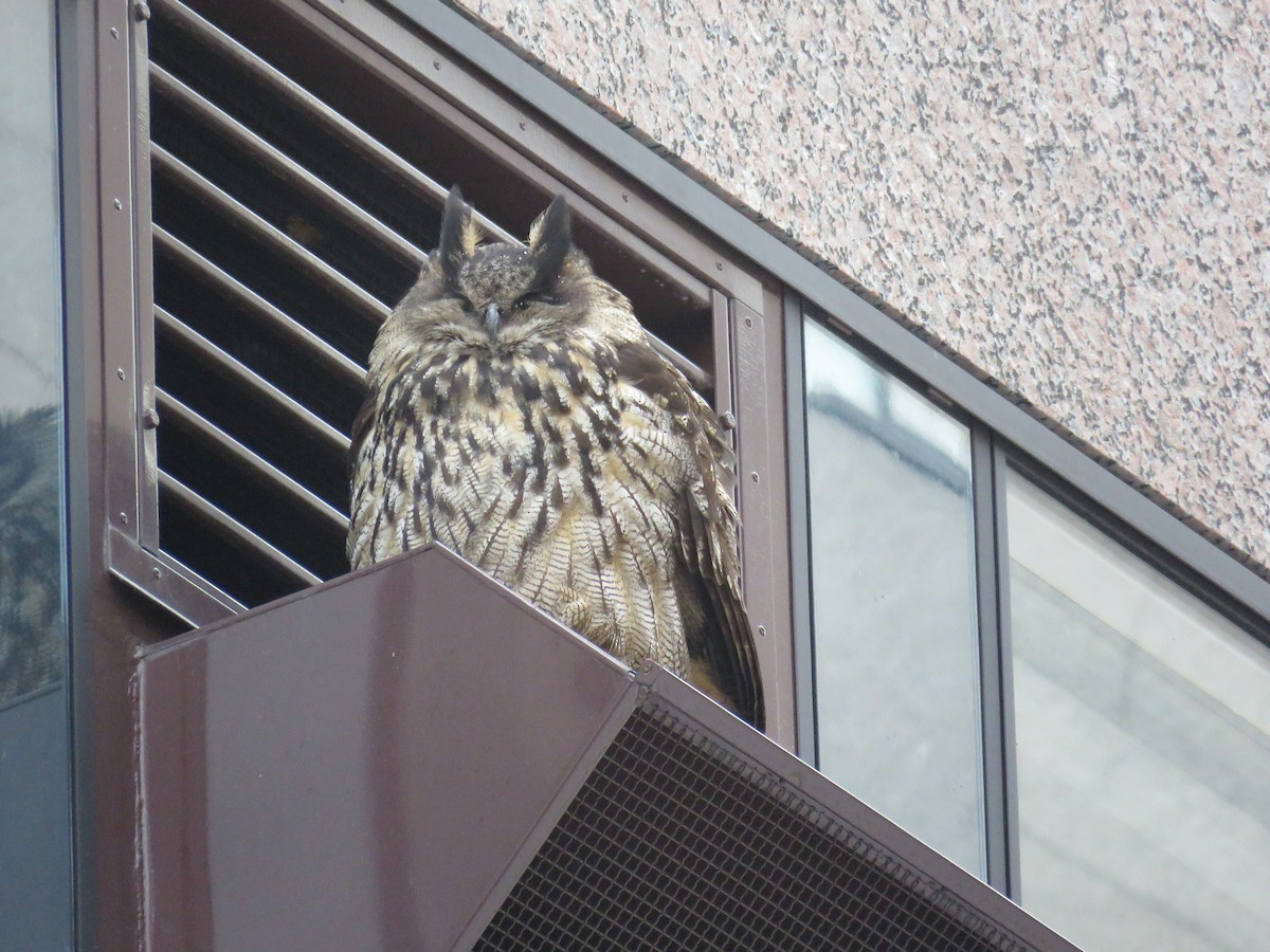 Eurasian Eagle-Owl - ML124994791