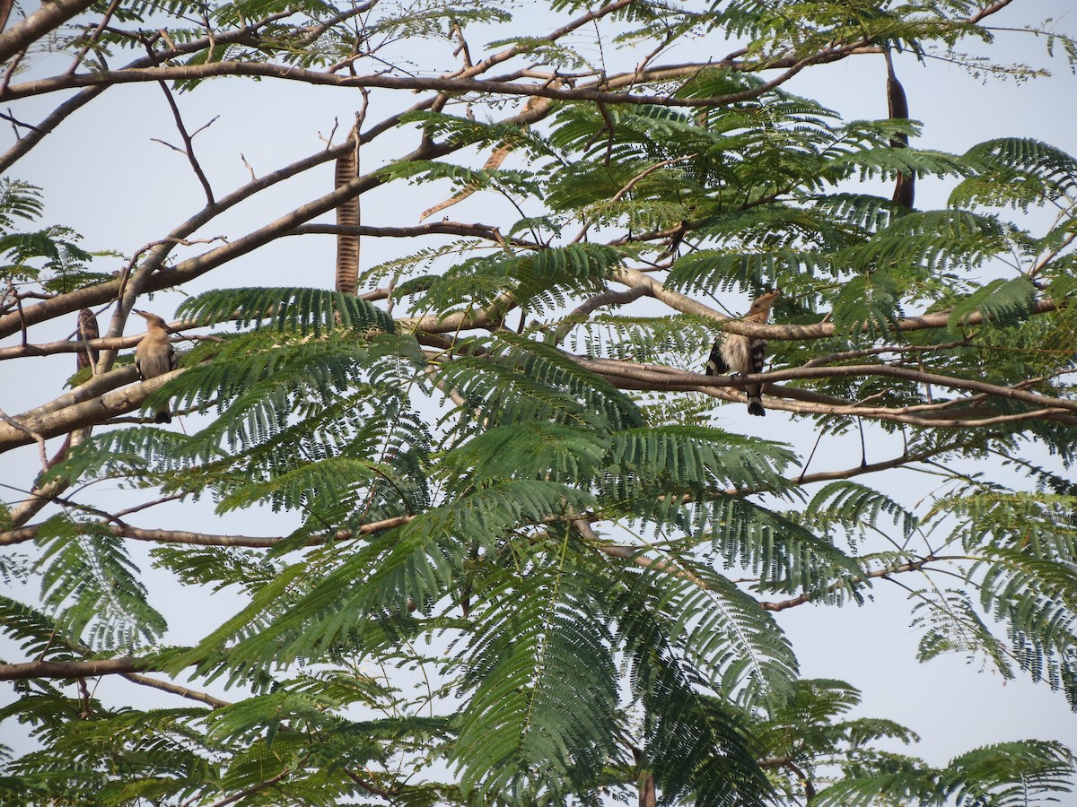 Eurasian Hoopoe - ML124995061