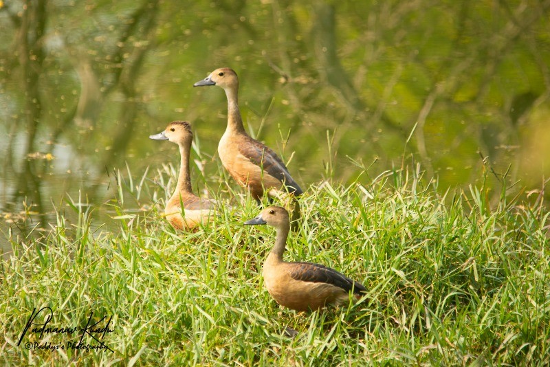 Dendrocygne siffleur - ML124995161