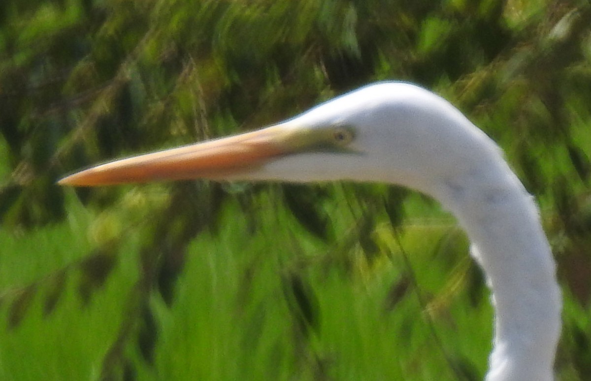 Great Egret - Michael Grunwell