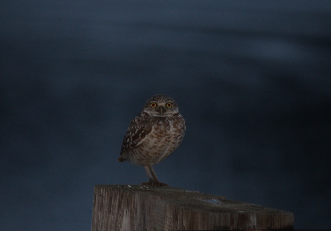 Burrowing Owl - ML124995951