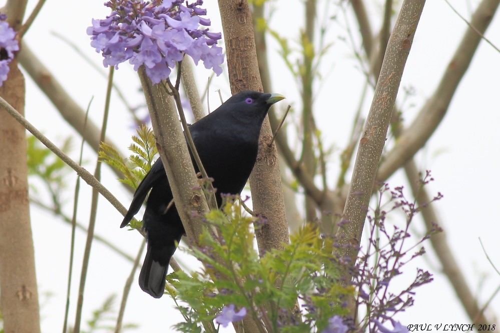 Satin Bowerbird - ML124996611