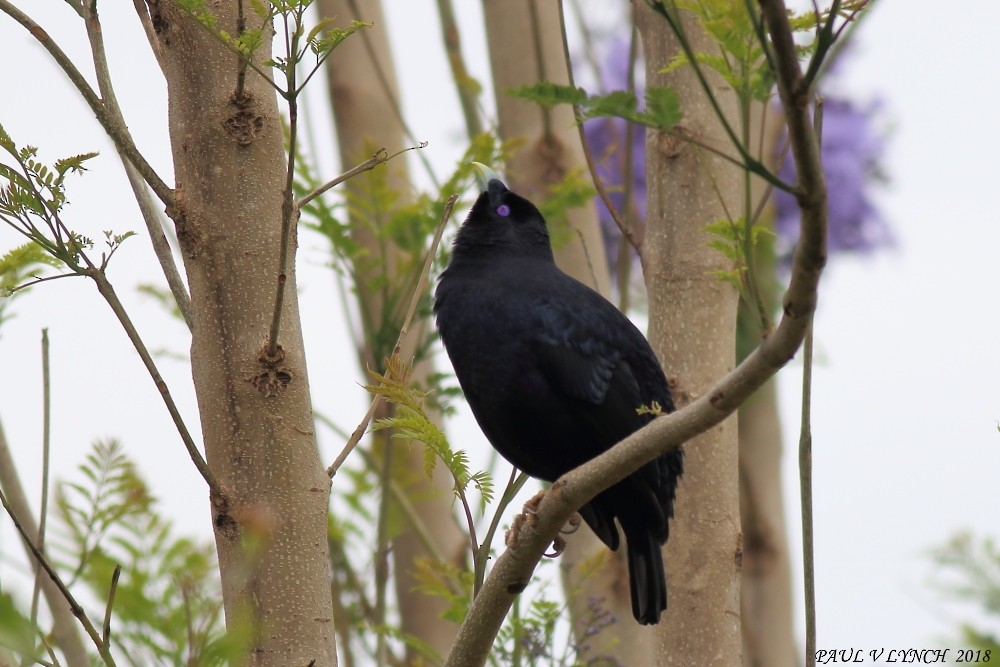 Satin Bowerbird - ML124996621