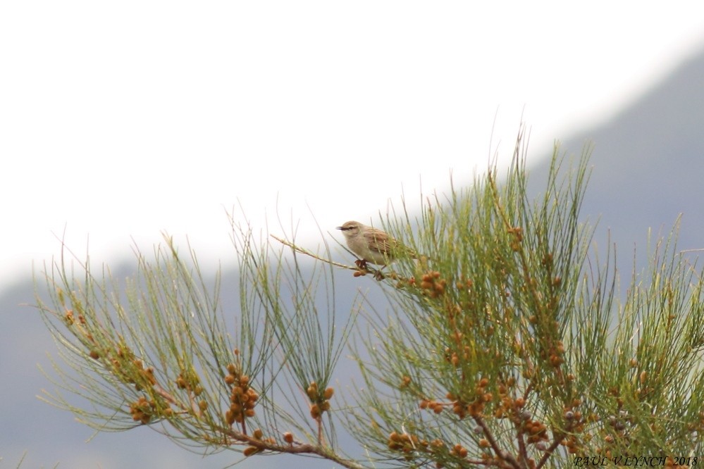 Rufous Songlark - ML124996641