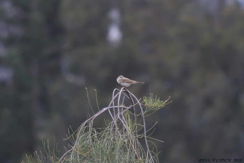 Rufous Songlark - ML124996661