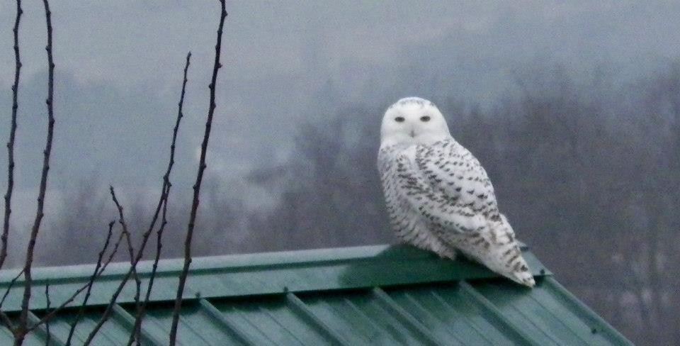 Snowy Owl - ML124996991