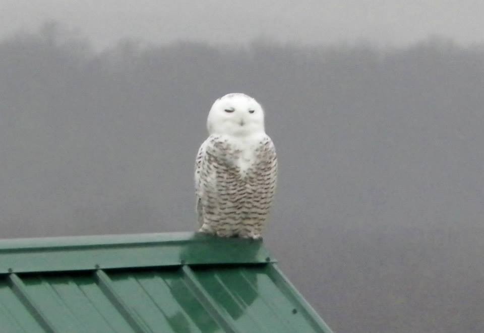 Snowy Owl - ML124997011