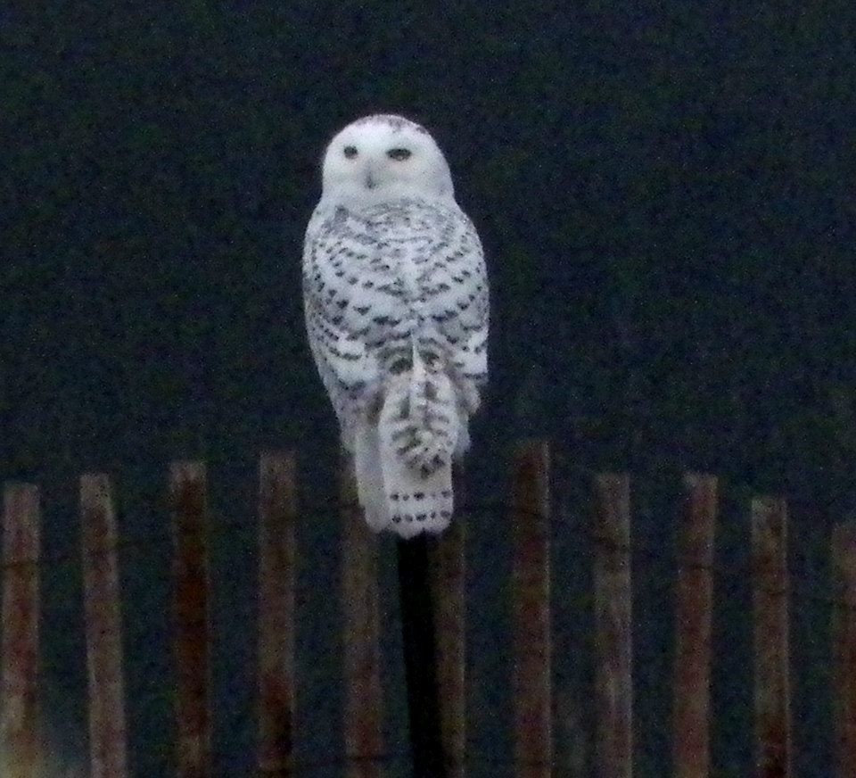 Snowy Owl - ML124997021
